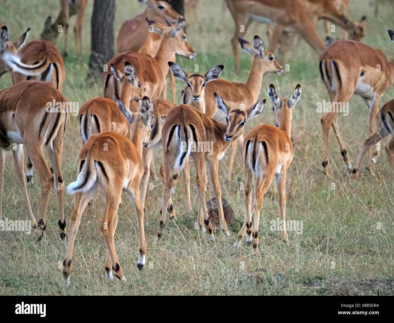 Troupeau ou harem d'impala femelle (Aepyceros melampus) signal en remuant la queue ensemble dans une plus grande Mara, Kenya, Afrique du Sud Banque D'Images