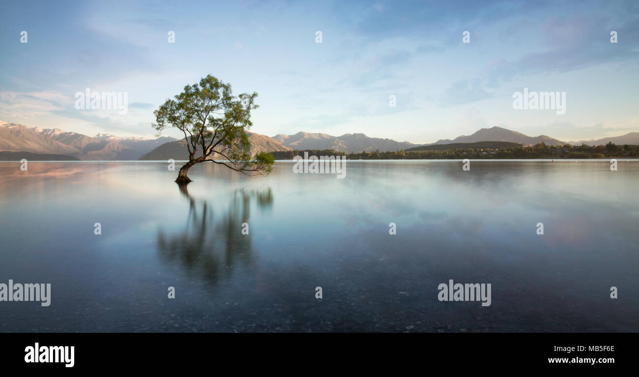 Wanaka arbre photo doit avoir icône nouvelle zélande Banque D'Images