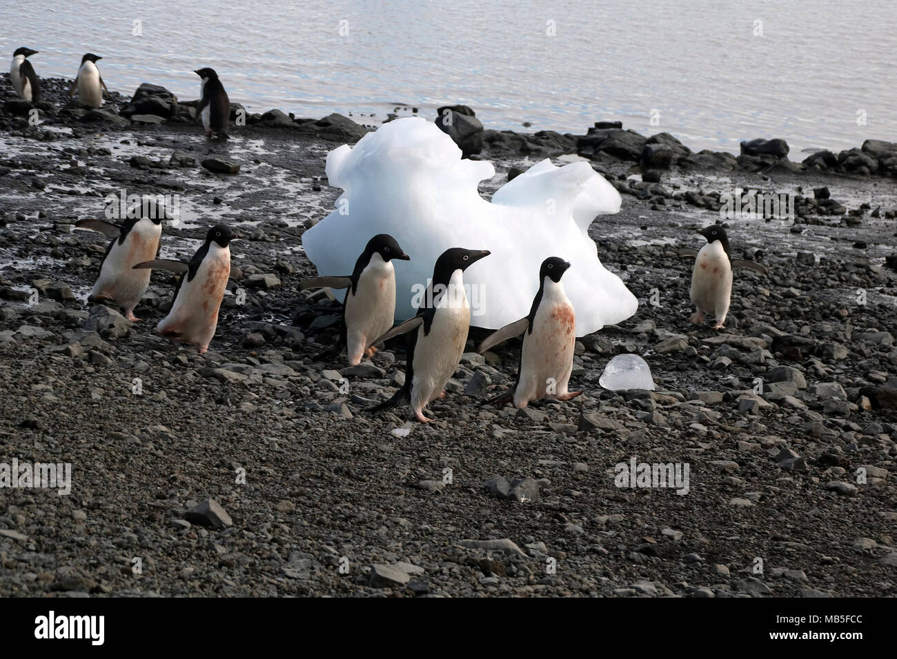 L'Antarctique l'Île du Diable, scène de plage avec manchots adélies Banque D'Images