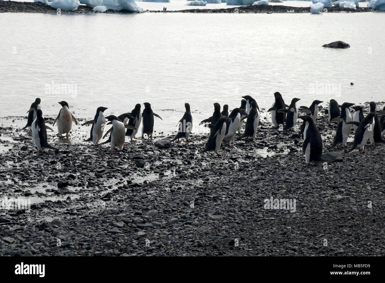 L'Antarctique l'Île du Diable, groupe d'Adelie penguin au bord de l'eau Banque D'Images