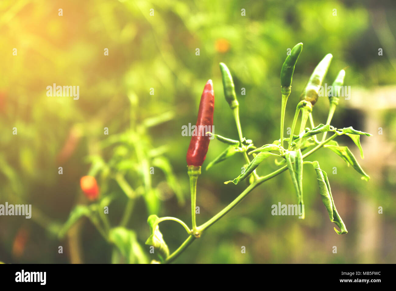 Le Pepper Tree Banque D'Images