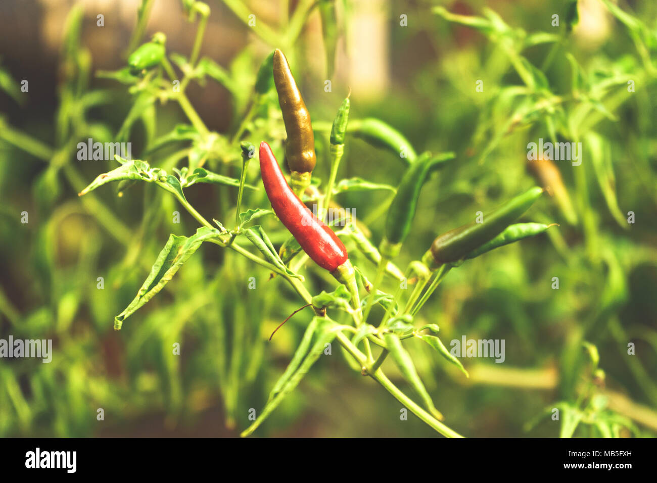 Le Pepper Tree Banque D'Images