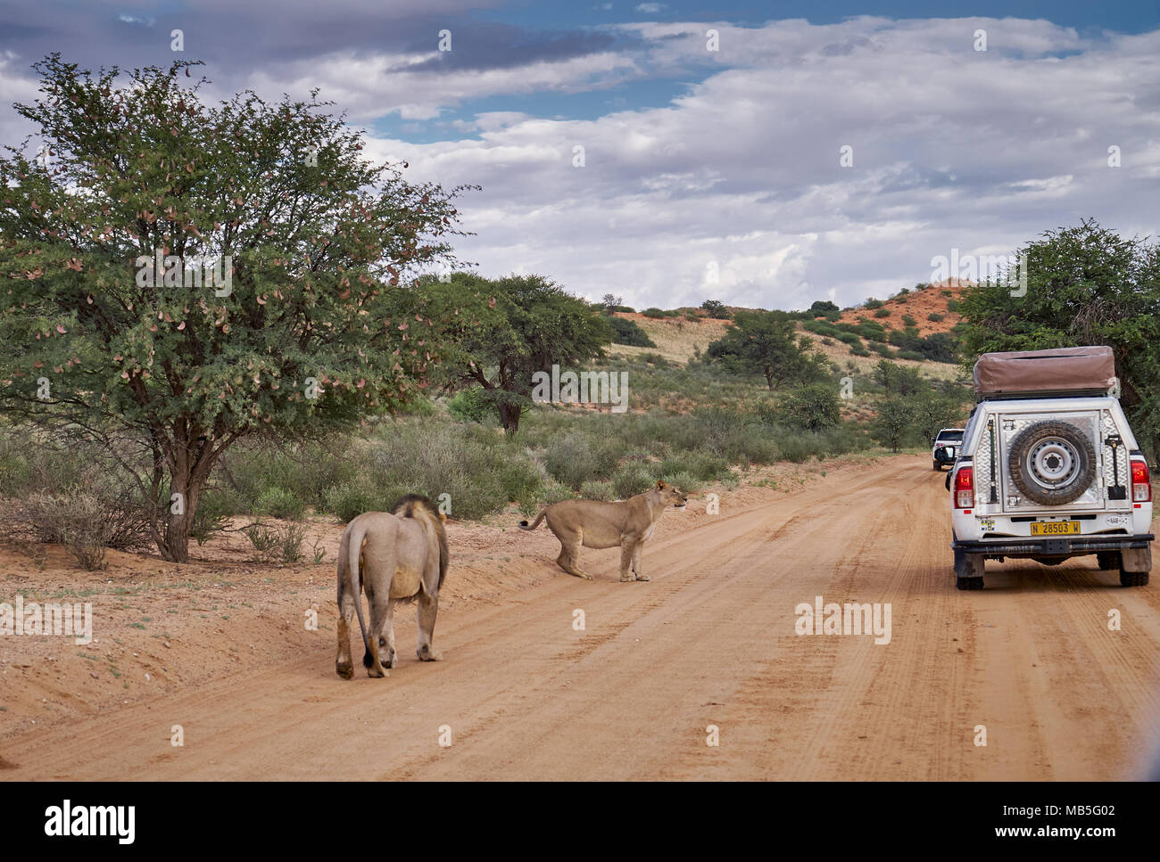 Lionne à la recherche d'une voiture d'une conduite d', Panthera leo, Kgalagadi Transfrontier Park, Afrique du Sud, l'Afrique Banque D'Images