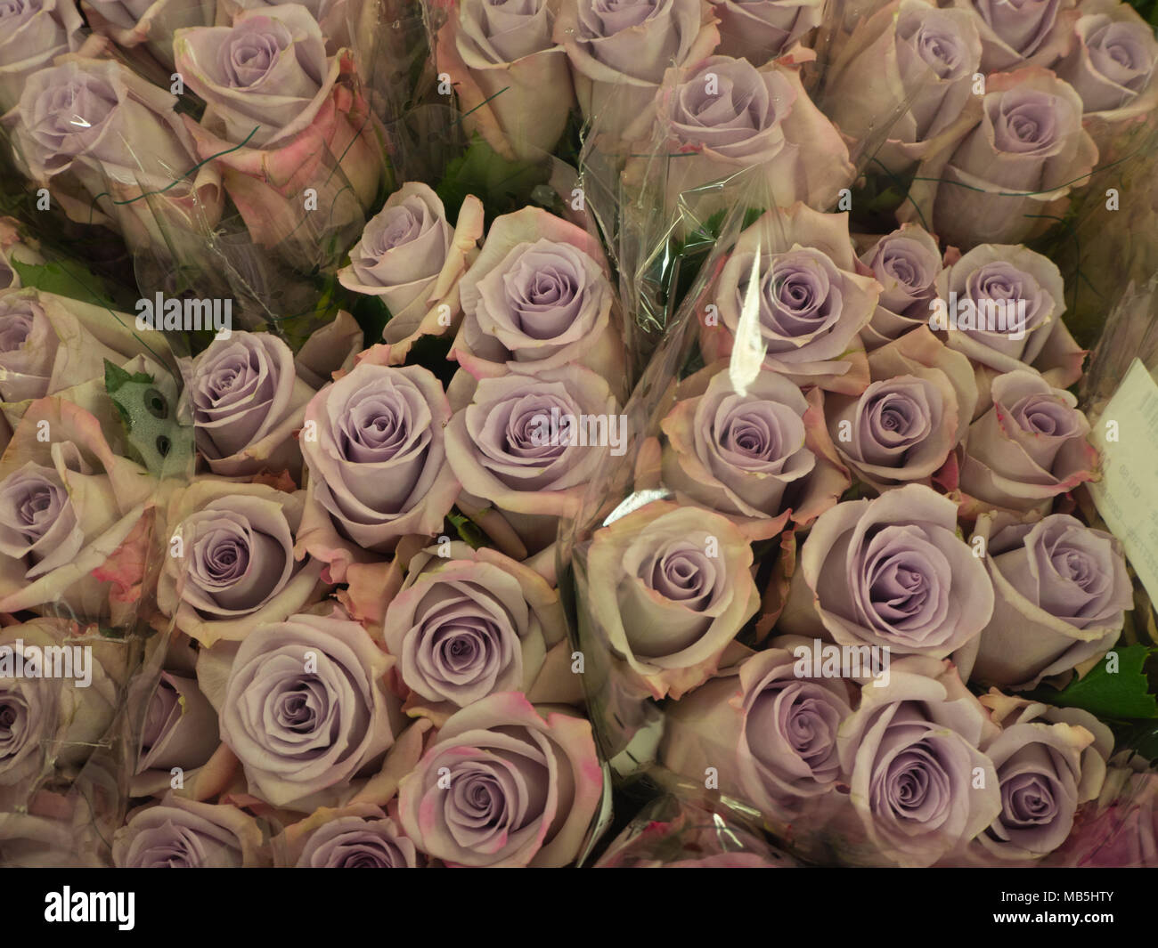 Des roses lavandes au farmers market Banque D'Images