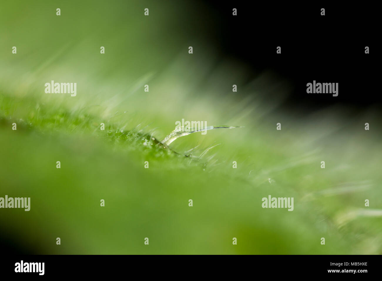 Photo en gros plan montrant les piqûres sur les feuilles d'ortie, Urtica dioica. L'arnaque contient de l'acide formique, histamine et d'autres produits chimiques. Dorset England UK Banque D'Images