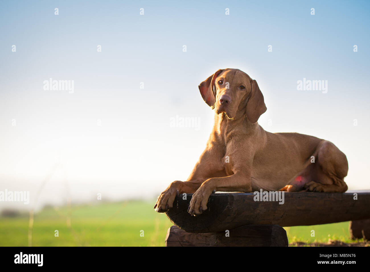Fixer en chien sur chaise en bois au printemps Banque D'Images