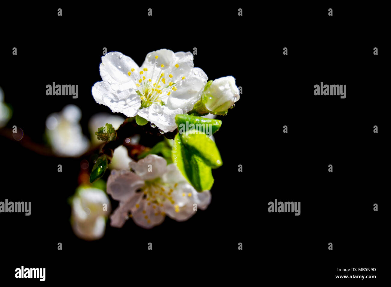 Soft focus des cerisiers en fleurs blanches fleurs avec ciel bleu - Prunus, Amygdaloideae, Rosaceae Banque D'Images
