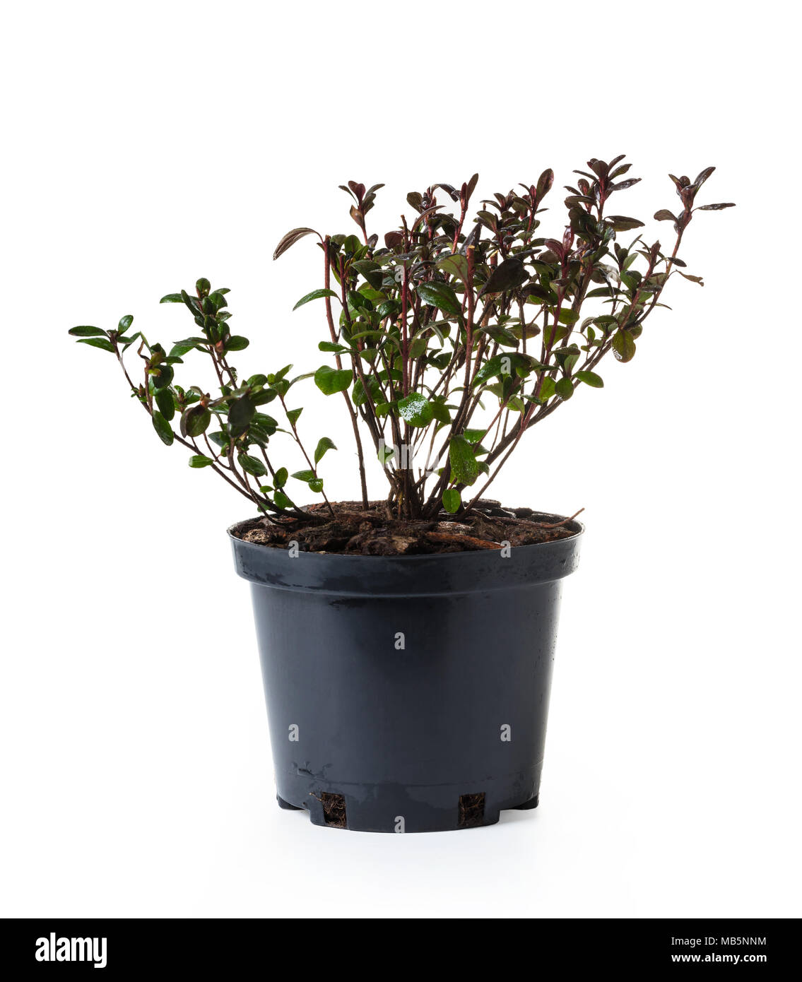 Azalea garden marushka dans un pot blanc sur fond isolé Banque D'Images