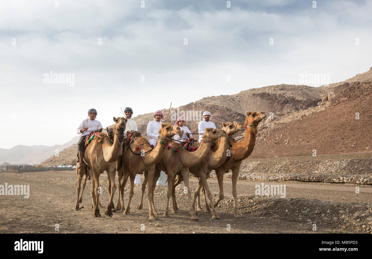 Ibri, Oman, le 7 avril 2018 : les hommes omanais chameaux dans un paysage rural de Oman Banque D'Images