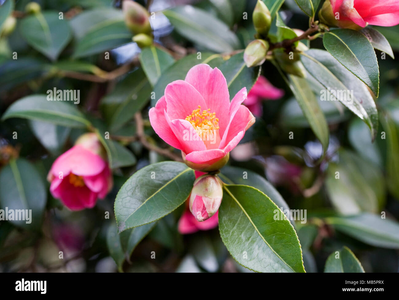 Camellia x williamsii "mary Christian' fleurs. Banque D'Images