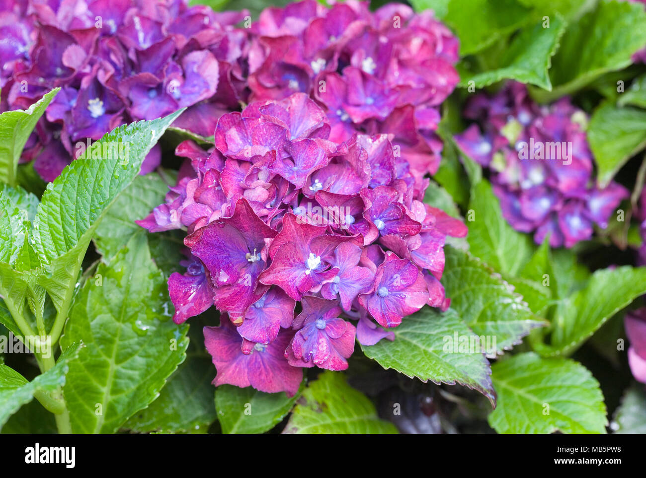 Hydrangea macrophylla 'Royal Blue' fleurs rouge. Banque D'Images