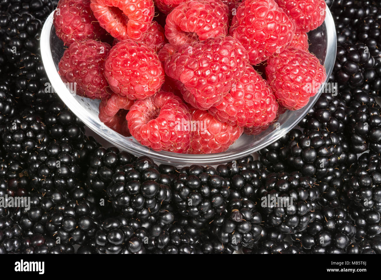 Contraste de noir et rouge fruité texture. Détail de framboises juteuses dans un bol en verre sur fond de pieux blackberry. Banque D'Images