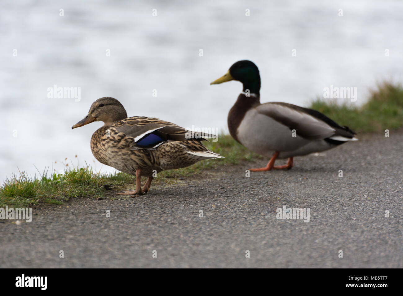 Deux canards colvert debout sur route asphaltée près de river Banque D'Images