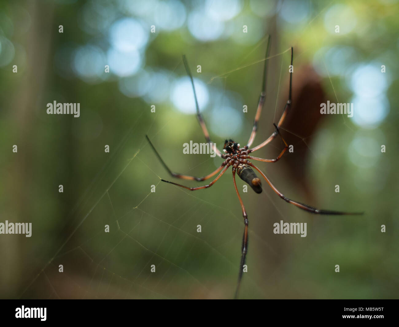 Dessous vue d'un globe doré-weaver spider sur un site web aux Seychelles Banque D'Images