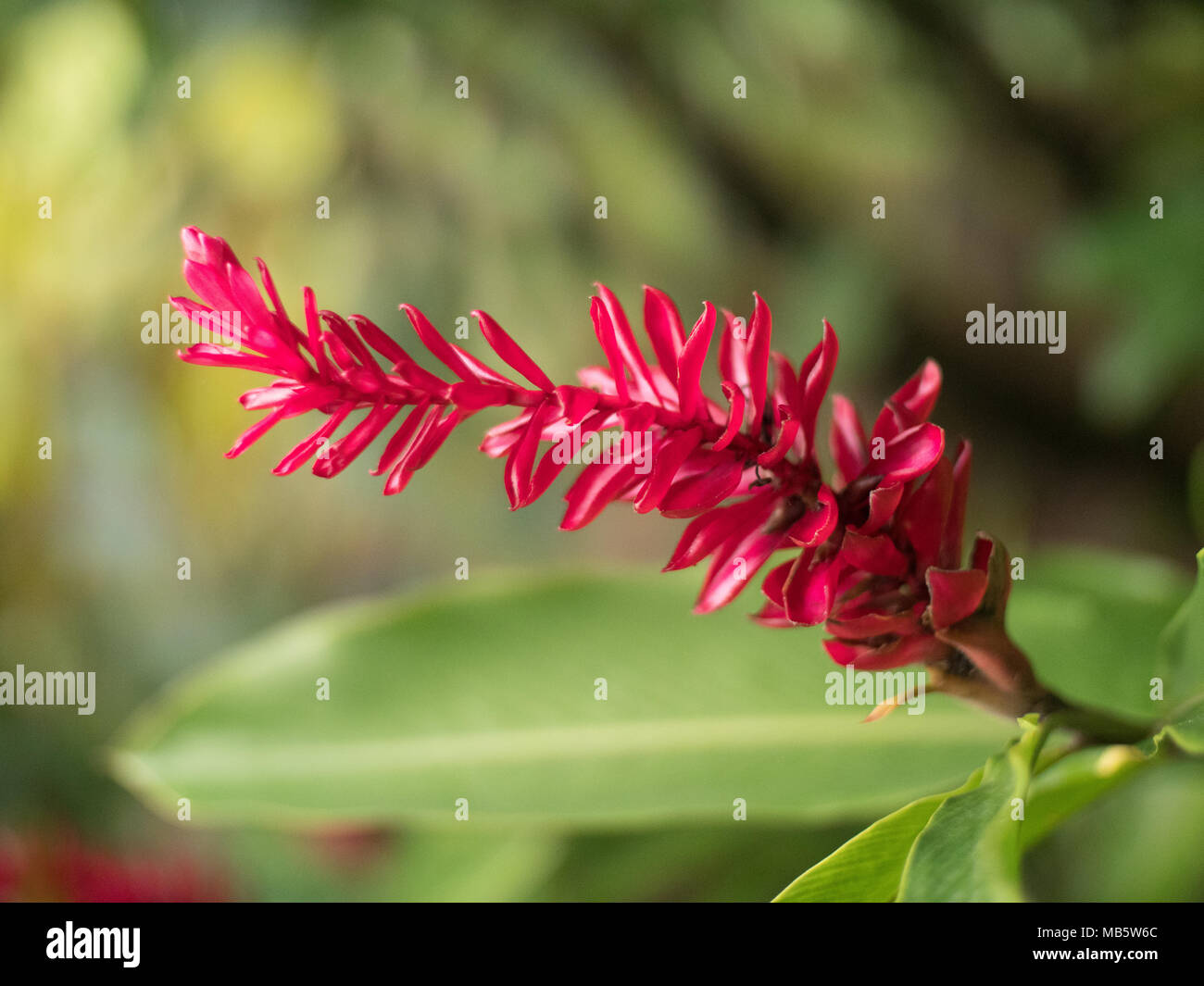 Gros plan d'une couleur rouge vif de la fleur de gingembre aux Seychelles Banque D'Images