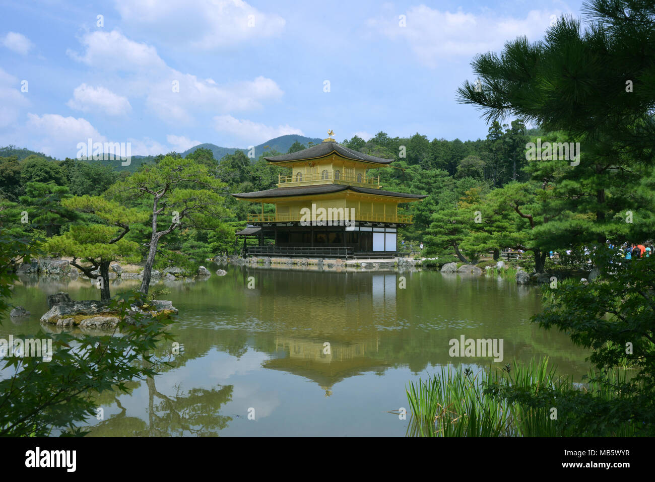 Bambu forêt, Japon Banque D'Images