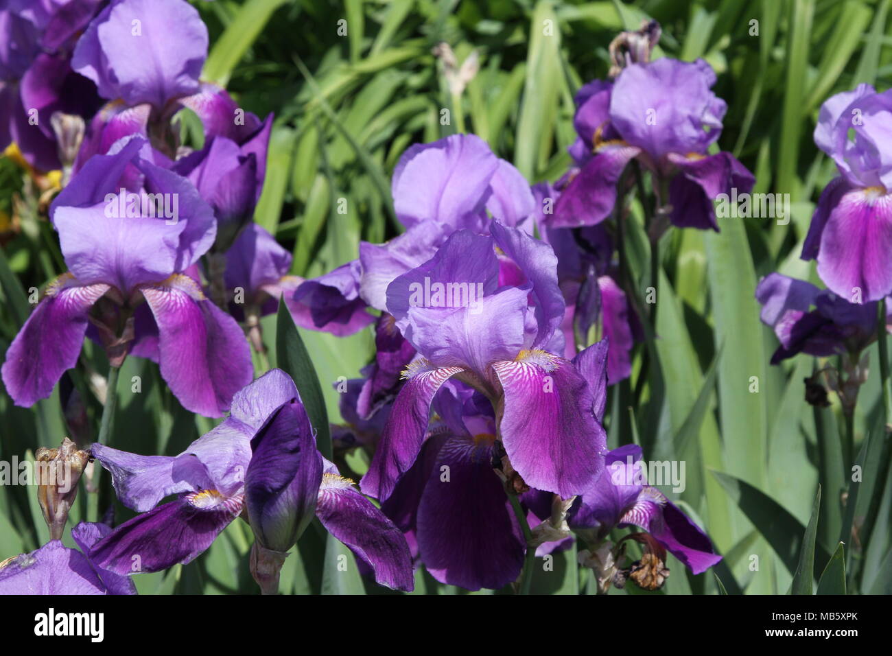 Iris croissant dans un jardin Banque D'Images