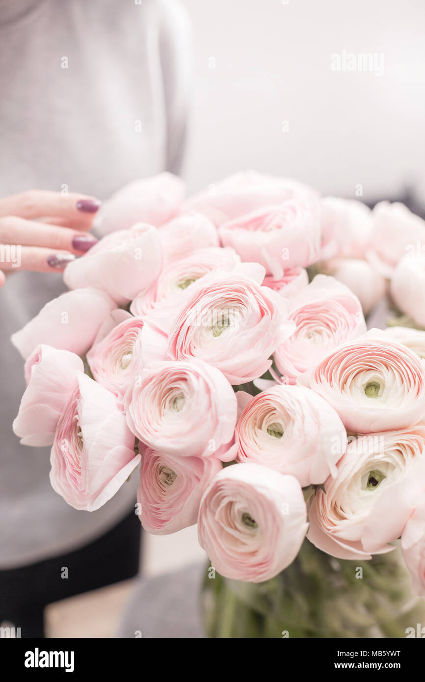 Renoncule de Perse. Bouquet de renoncules roses fleurs fond clair. Fond  d'écran, photo verticale Photo Stock - Alamy