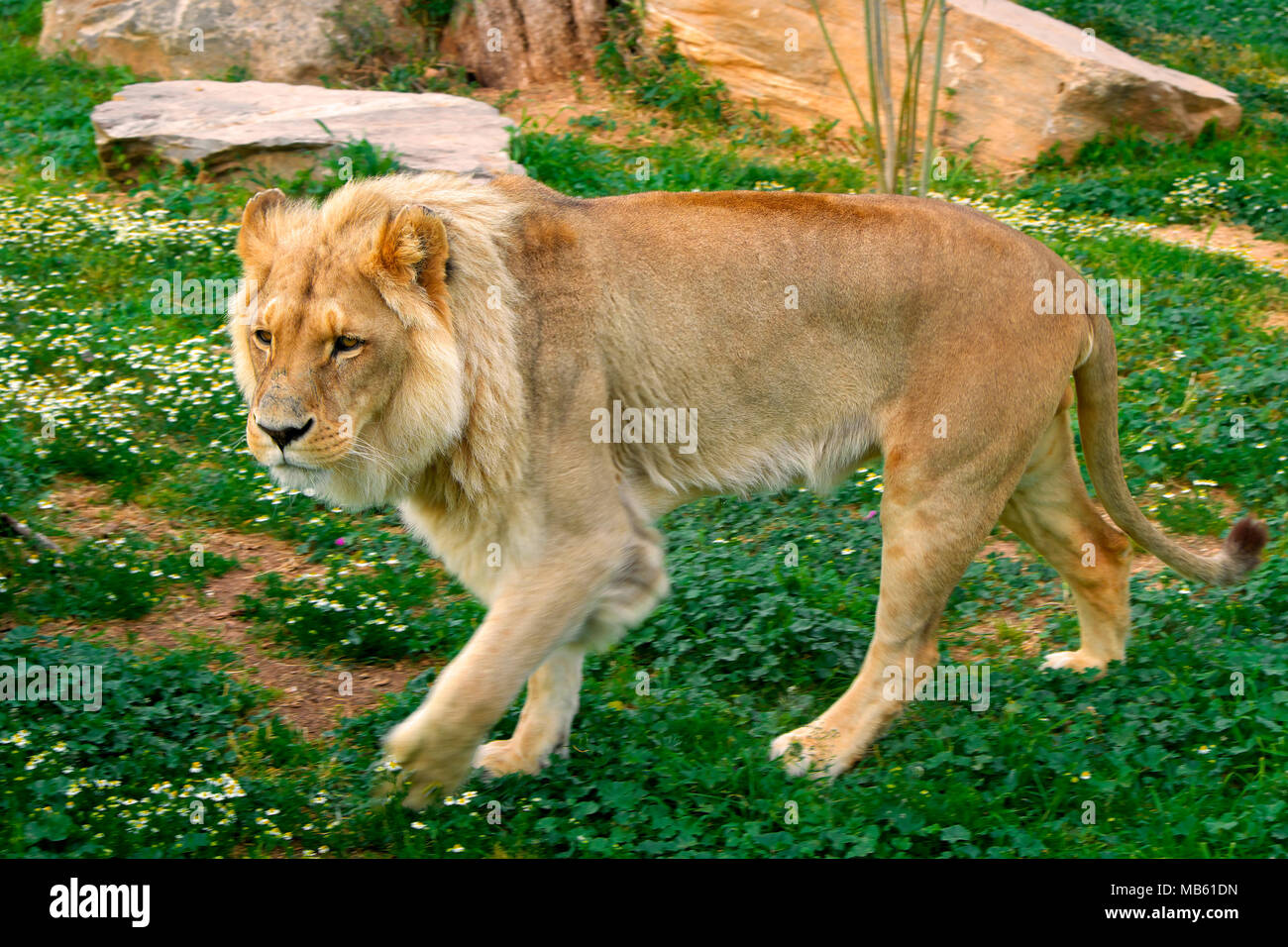 Homme célibataire Angola Lion, Panthera leo bleyenberghi, dans un jardin zoologique Banque D'Images