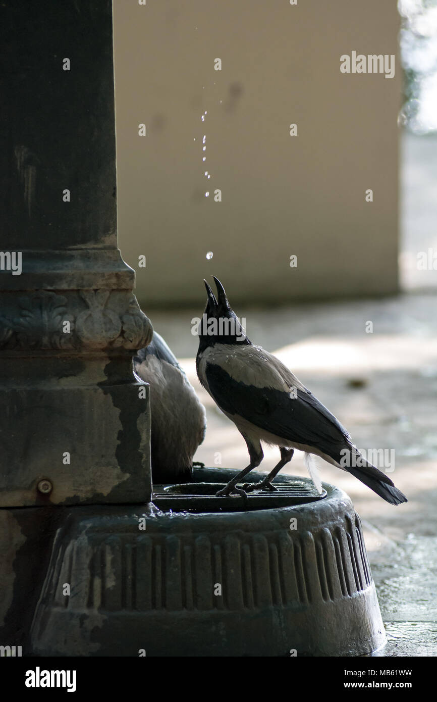 Smart crow en attrapant la chute de l'eau potable tombe de colonne d'eau Banque D'Images