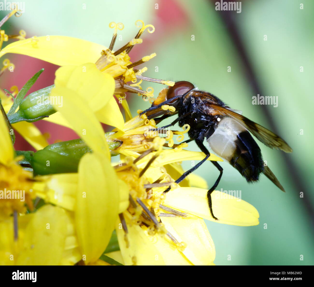 Black & White wasp-comme l'alimentation des insectes sur fleur jaune Banque D'Images