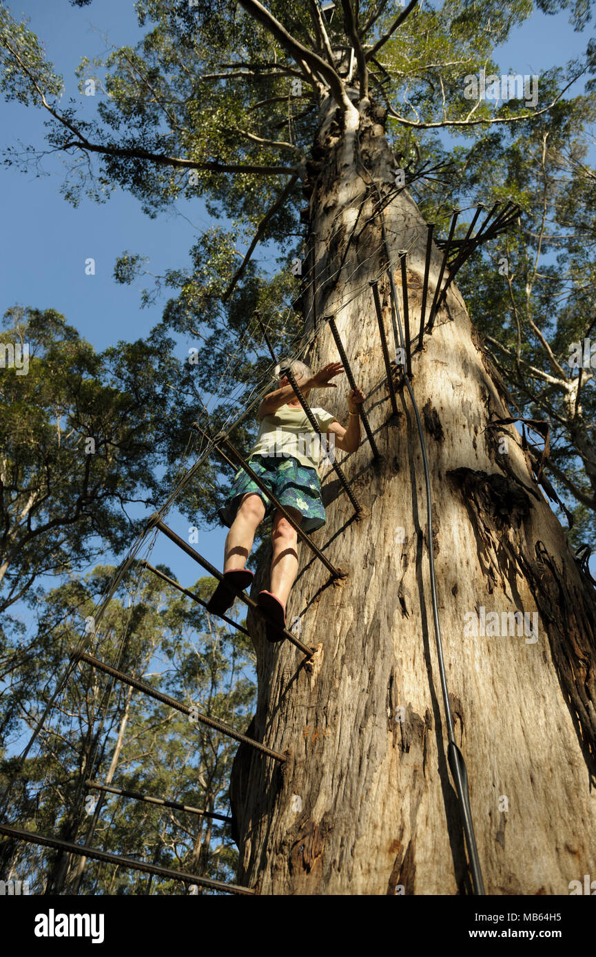 L'ascension de la femme de 53 mètres de haut, Gloucester Tree Pemberton, l'ouest de l'Australie Banque D'Images