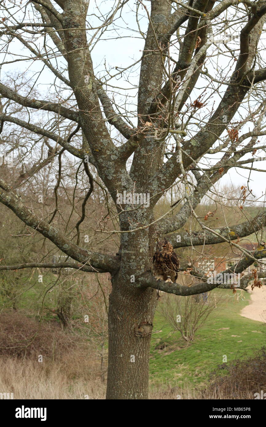 De taille moyenne, élevés au long eared Owl africains assis dans un arbre dans la campagne du Sussex de l'Est. East Sussex. La Grande-Bretagne. Banque D'Images