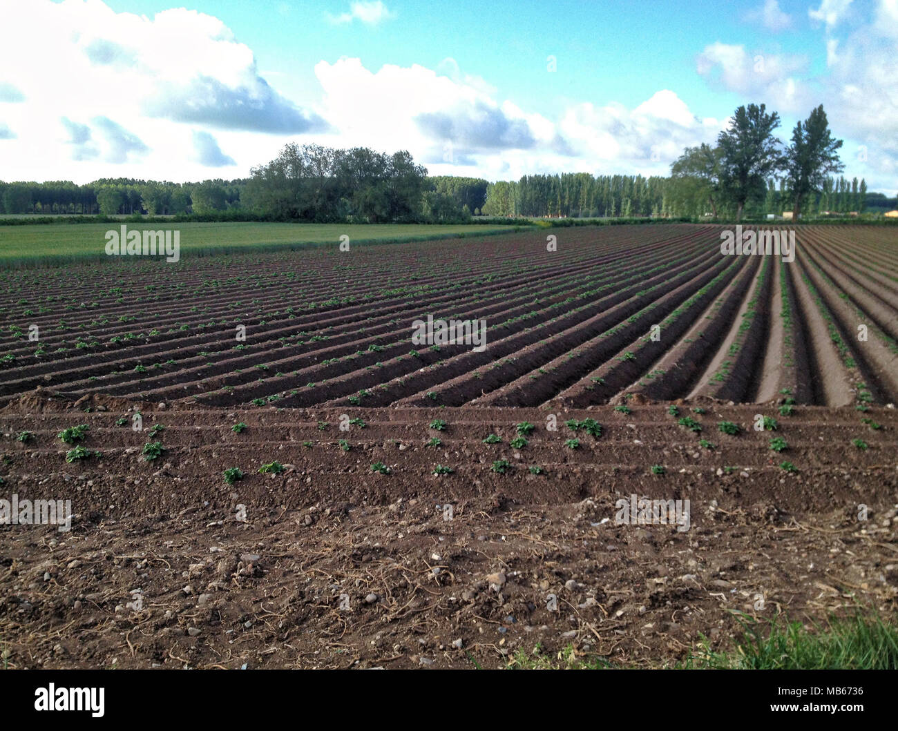 Domaine de l'agriculture au printemps près de Burgos, Espagne le long du chemin de Compostelle. Banque D'Images