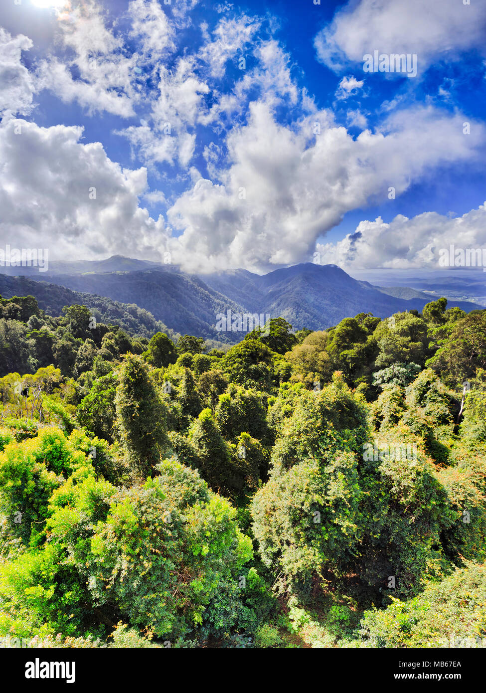 Parc national de Dorrigo avec gondwana antiques principales de rainforest lookout lors d'une journée ensoleillée sur auvent d'evergreen gommiers sous ciel bleu. Banque D'Images