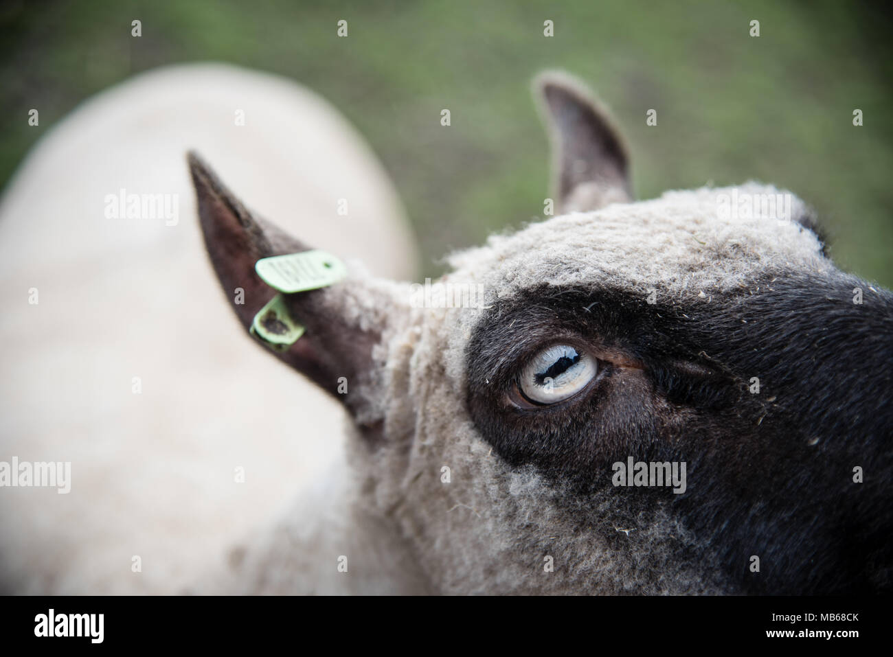 Close-up de moutons eye Banque D'Images