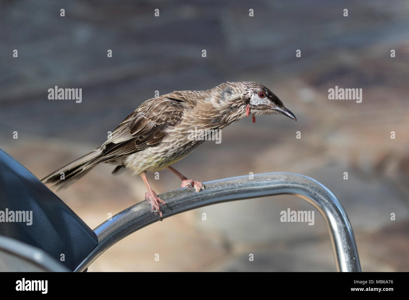 Un oiseau rouge Anthochaera carunculata (Acacia) perché sur une chaise avant de se nourrir sur des bouts à gauche sur une table de café au King's Park, Perth, Australie occidentale Banque D'Images