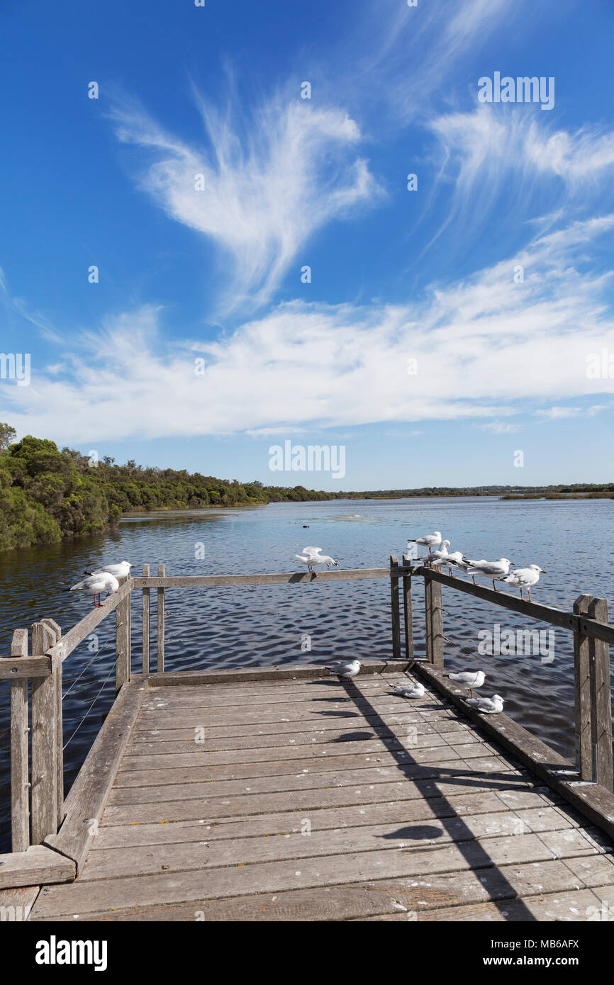 Les goélands argenté (Chroicocephalus novaehollandiae) sur la jetée de Neil Hawkins Parc, Lac Fremantle, Perth, Australie occidentale Banque D'Images