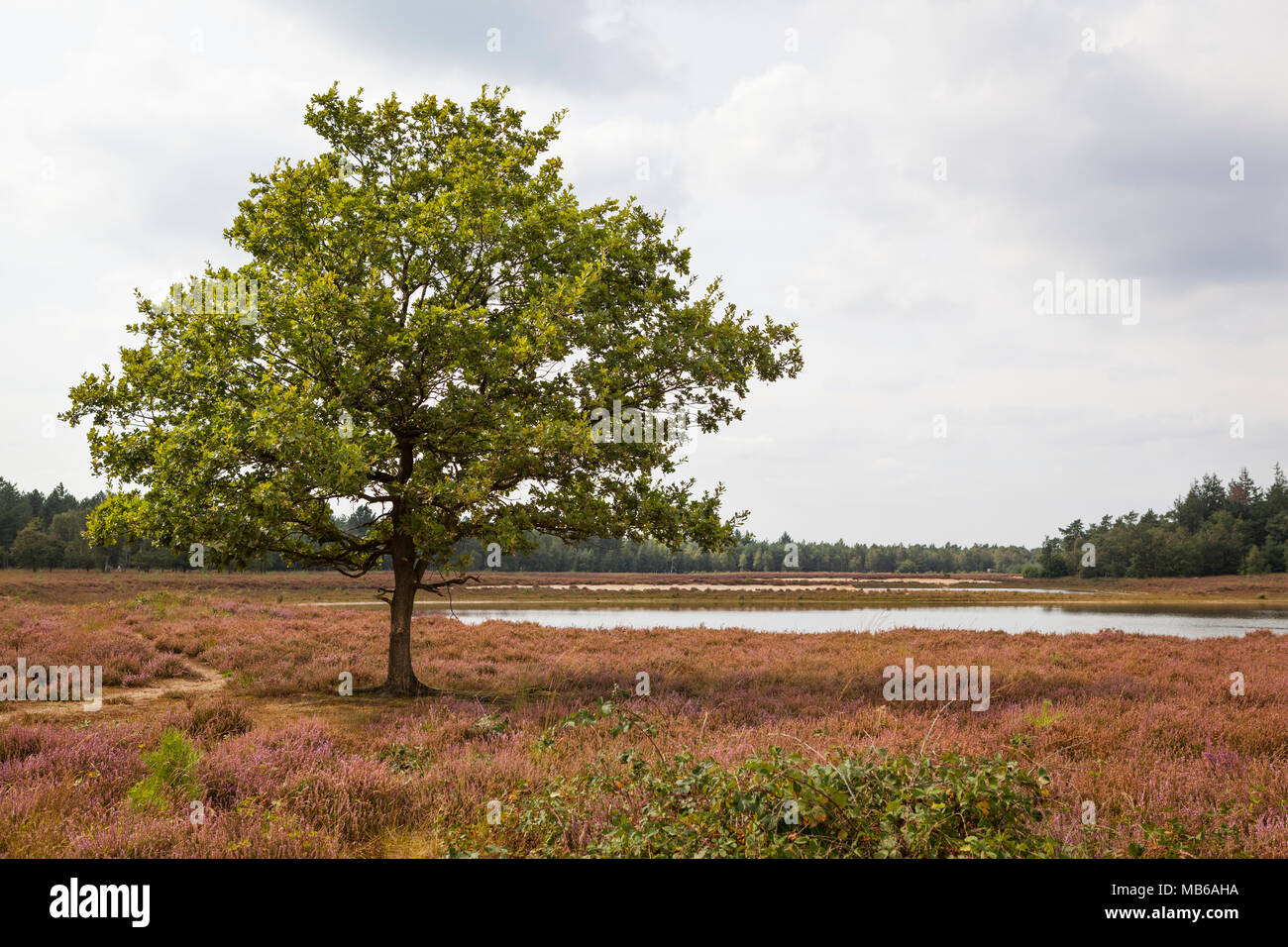 Arbre de chêne à blooming heath paysage avec un lac et forêt en arrière-plan Banque D'Images