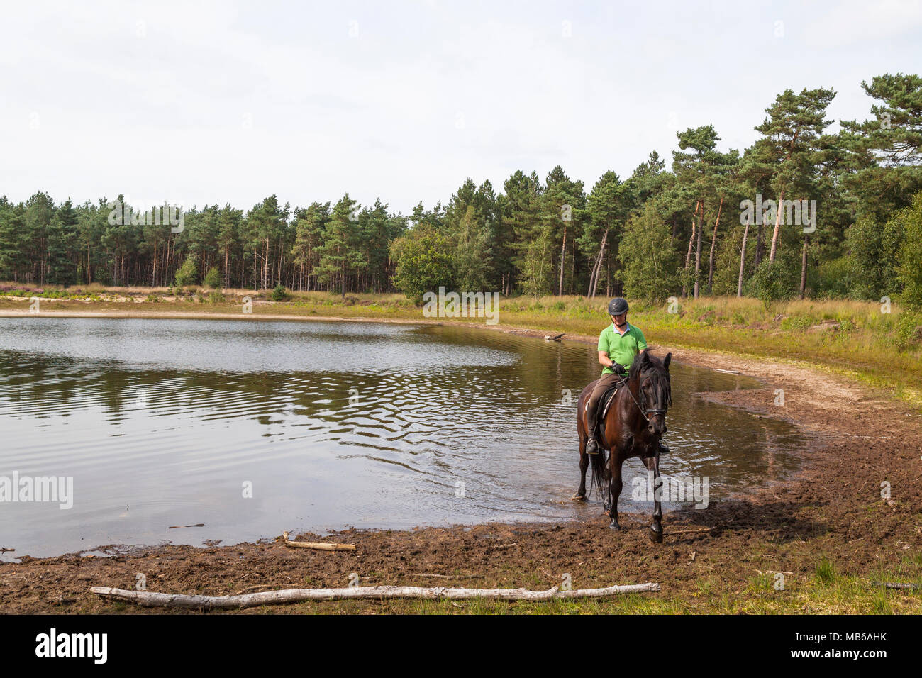 Homme à cheval traversant un lac dans une forêt, réserve naturelle Heihorsten, pays-Bas Banque D'Images