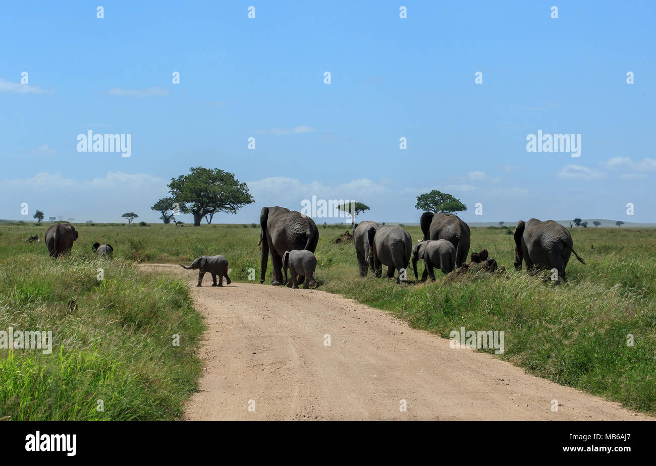 Un troupeau d'éléphants traversant la route de terre dans le Serengeti Banque D'Images