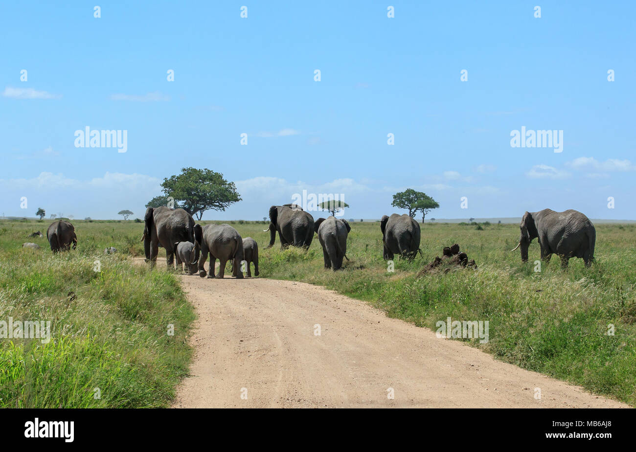 Un troupeau d'éléphants traversant la route de terre dans le Serengeti Banque D'Images