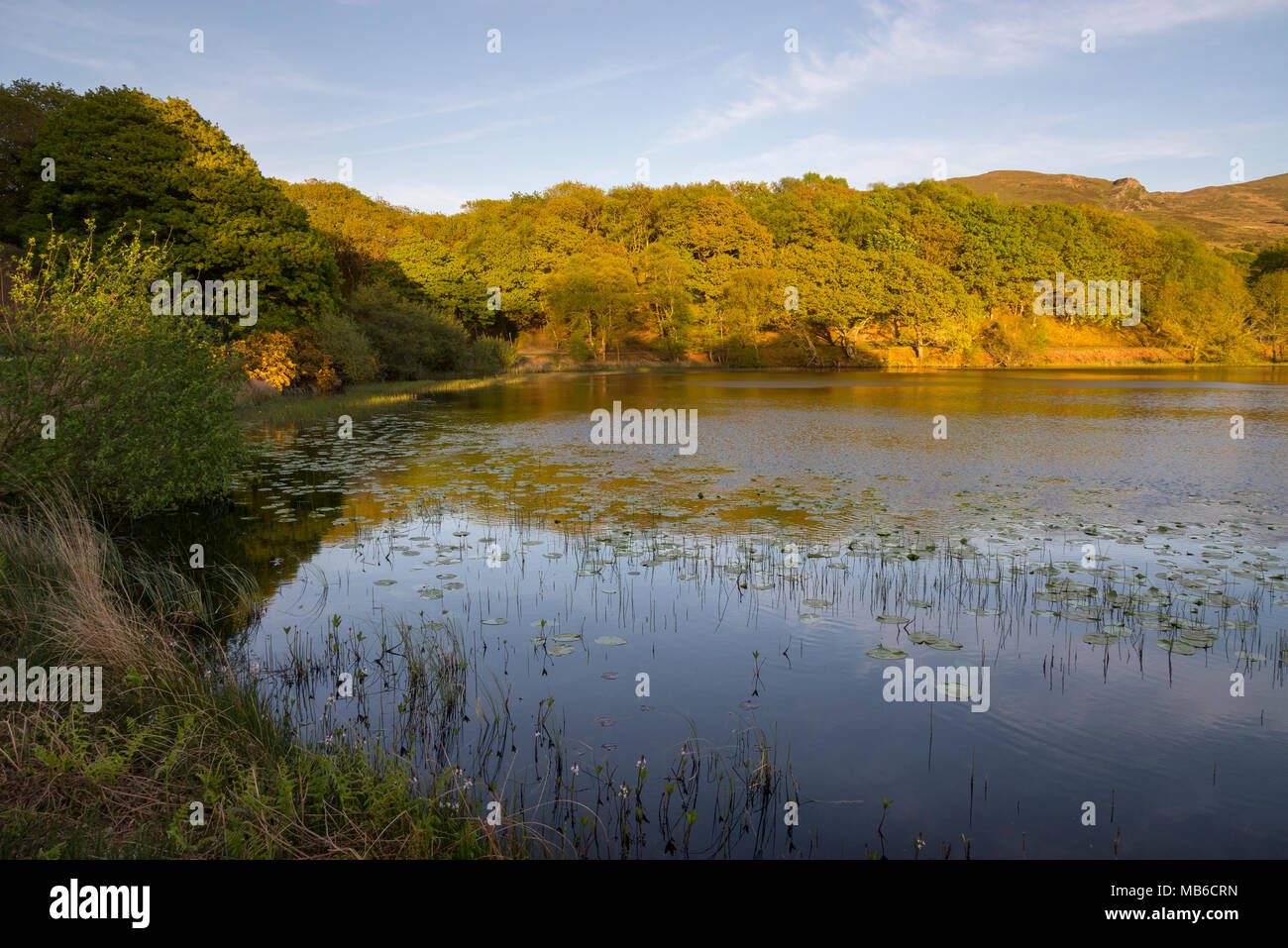 Llyn Tecwyn près de la fias Llandecwyn dans les collines près de Harlech, Nord du Pays de Galles. Une belle soirée de printemps dans le paysage de Snowdonia. Banque D'Images