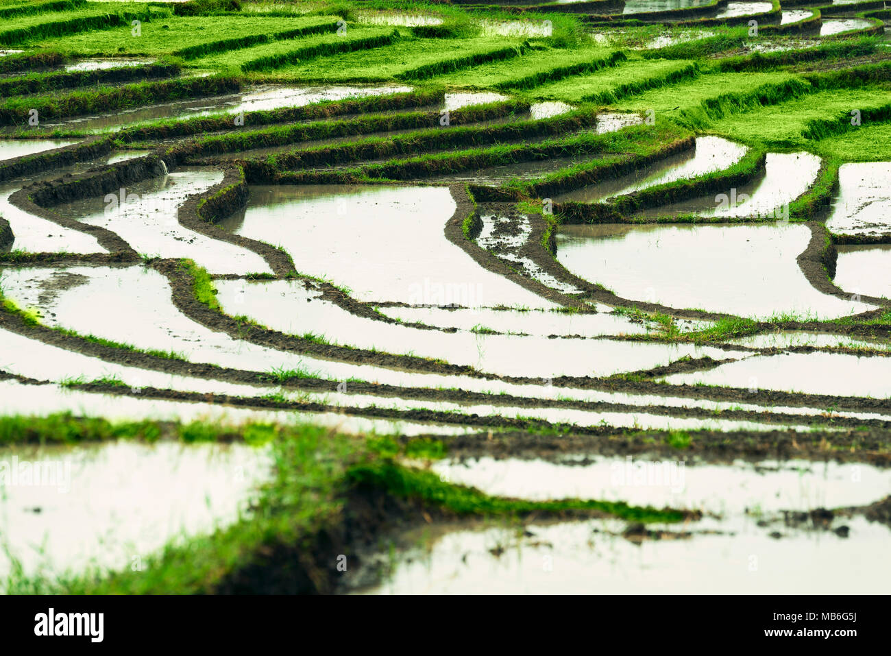 Paysage de rizières en terrasses sur un temps nuageux et la pluie. L'Indonésie à Bali Banque D'Images