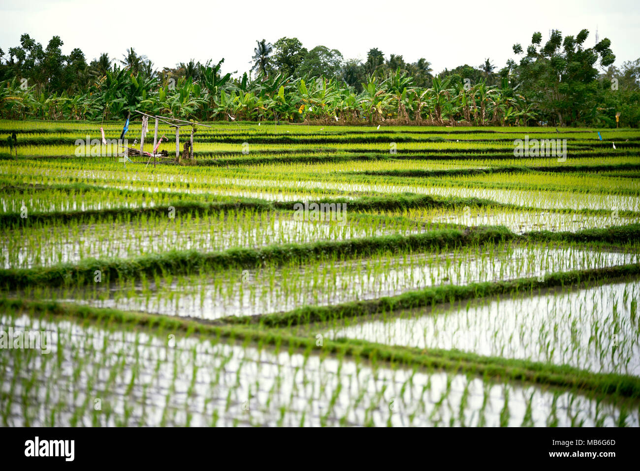 Paysage de rizières en terrasses sur un temps nuageux et la pluie. L'Indonésie à Bali Banque D'Images