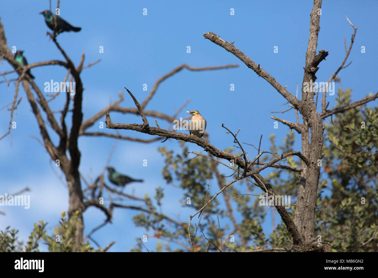 Cape glossy starling (Lamprotornis nitens) (à gauche) et une réorganisation de Starling (Creatophora cinerea) dans un arbre dans le parc national de Hwange au Zimbabwe. La bir Banque D'Images