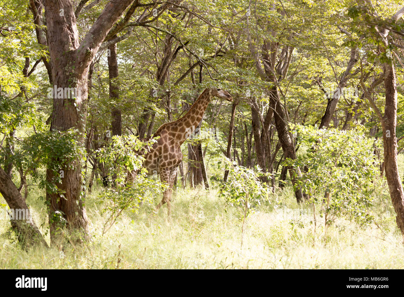 Girafe dans la brousse au parc national de Hwange au Zimbabwe. Banque D'Images