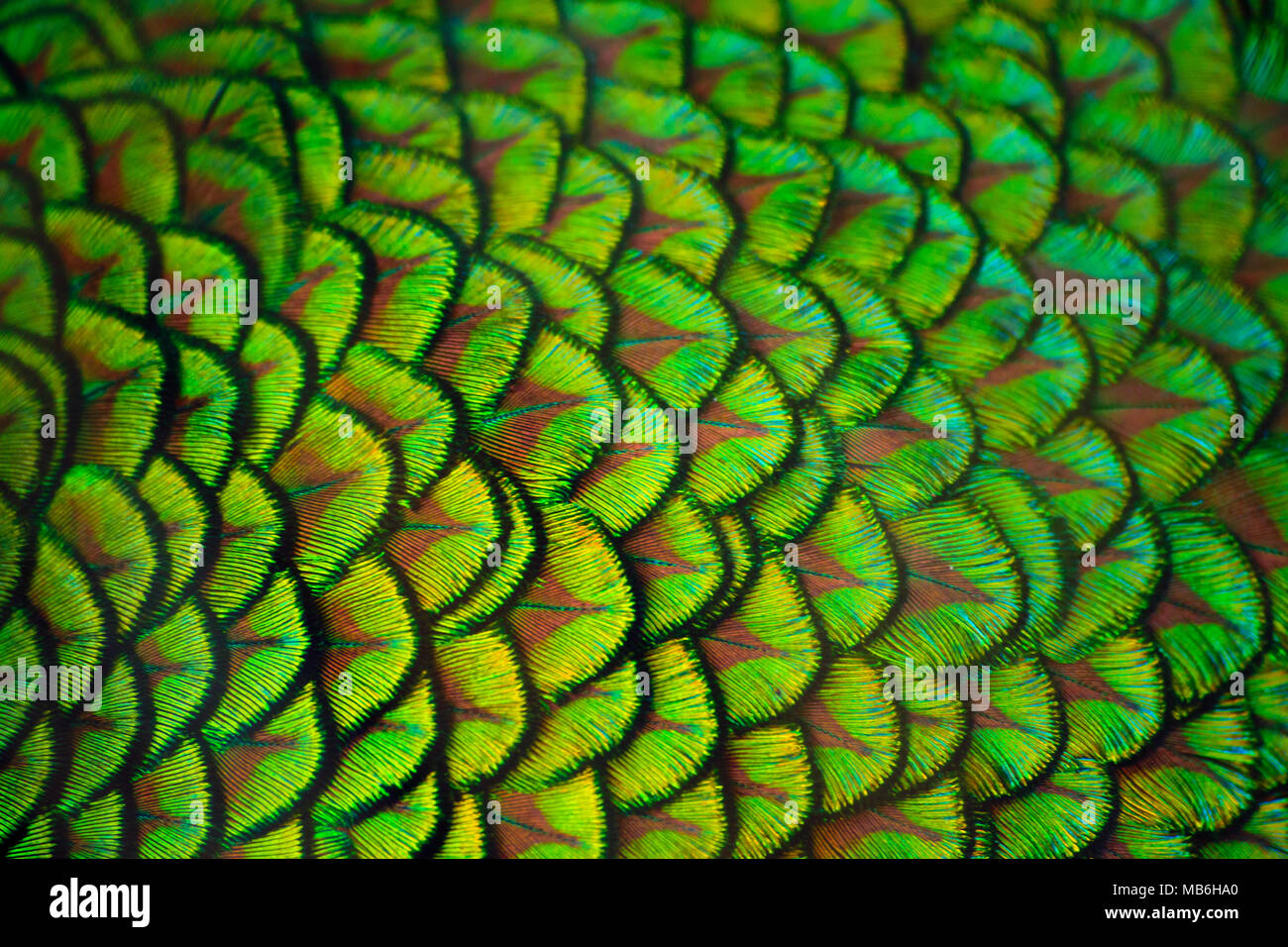 Close-up de plume de paon pour les fonds Banque D'Images