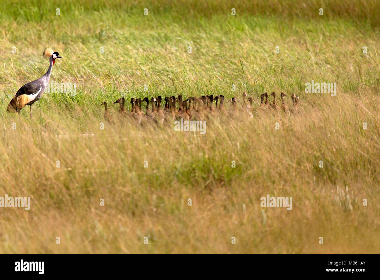 Grue couronnée grise (Balearica regulorum) dans le parc national de Hwange au Zimbabwe. L'oiseau est sur le sol à côté de white-faced whistling canards. Banque D'Images