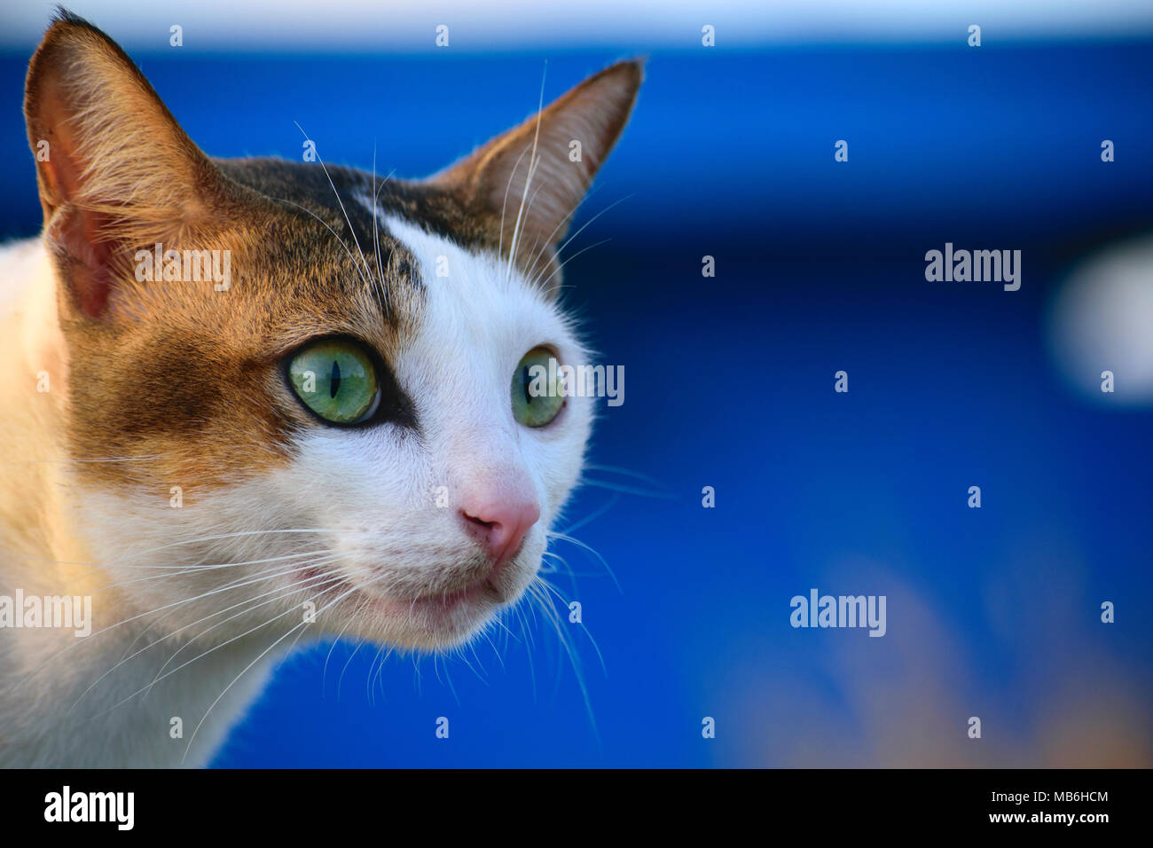 Close-up yeux verts de chat domestique en Indonésie. Nous l'appelons 'KUCING KAMPUNG' Banque D'Images