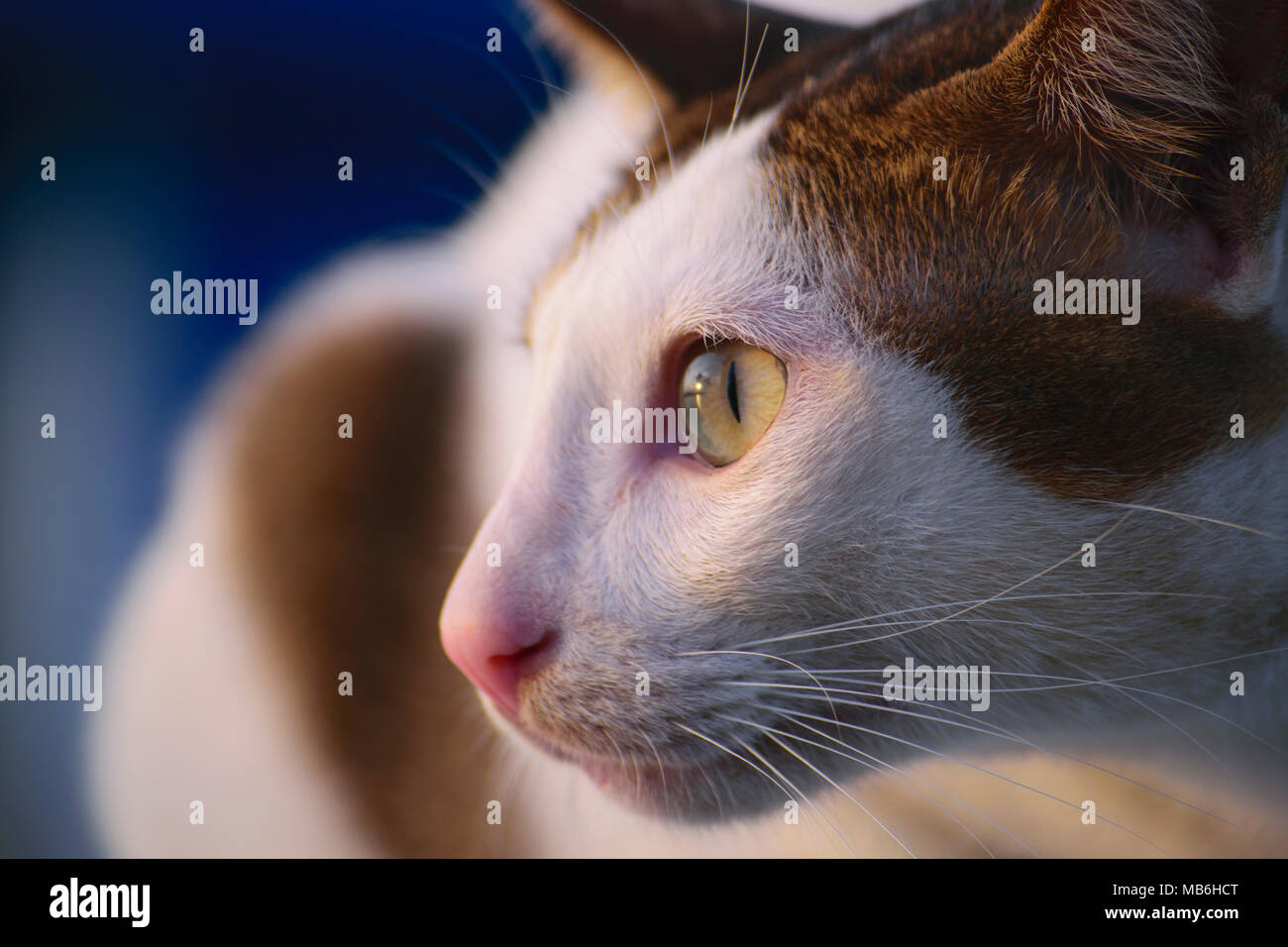 Close-up yeux verts de chat domestique en Indonésie. Nous l'appelons 'KUCING KAMPUNG' Banque D'Images