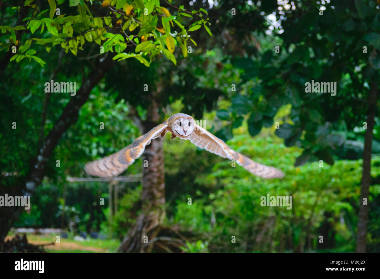 Close up of Effraie des clochers Tyto alba / de l'Indonésie Banque D'Images
