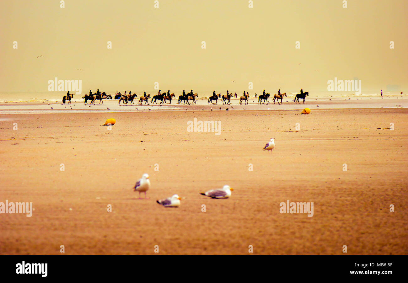 Plage avec les mouettes en premier plan et des cavaliers Banque D'Images