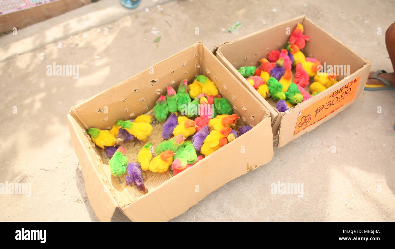 Petits poulets colorés dans une boîte dans un shopping place de la ville de Manille. Aux Philippines. Banque D'Images