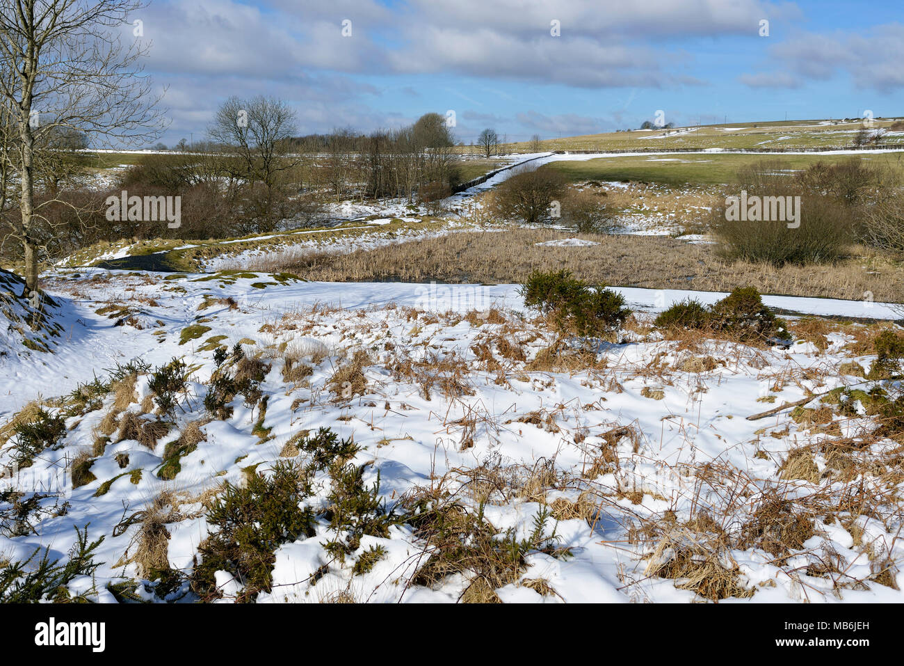 Mine de plomb chartreuse Roselière dans la neige, collines de Mendip, Somerset Banque D'Images