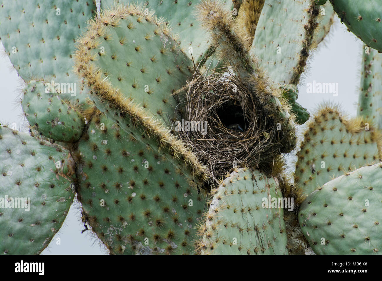 Un cactus finch (Geospiza scandens) qui a construit son nid dans un endroit protégé qui est difficile à atteindre pour n'importe qui d'autre. Banque D'Images